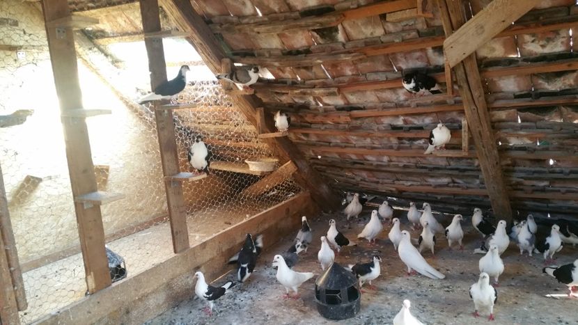  - -Matca 2019 jucatori de galati