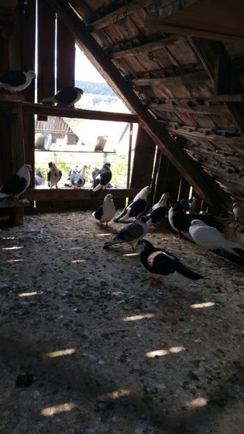  - -Matca 2019 jucatori de galati