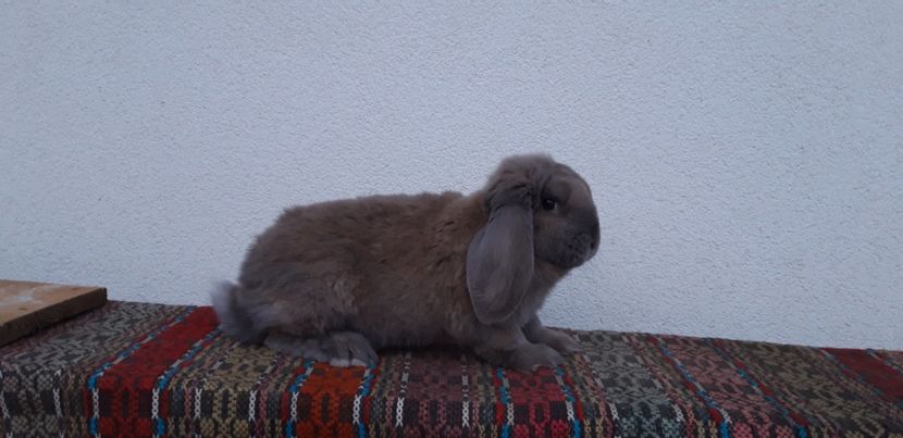 2.09.2019 - Cuib 24-09-2019