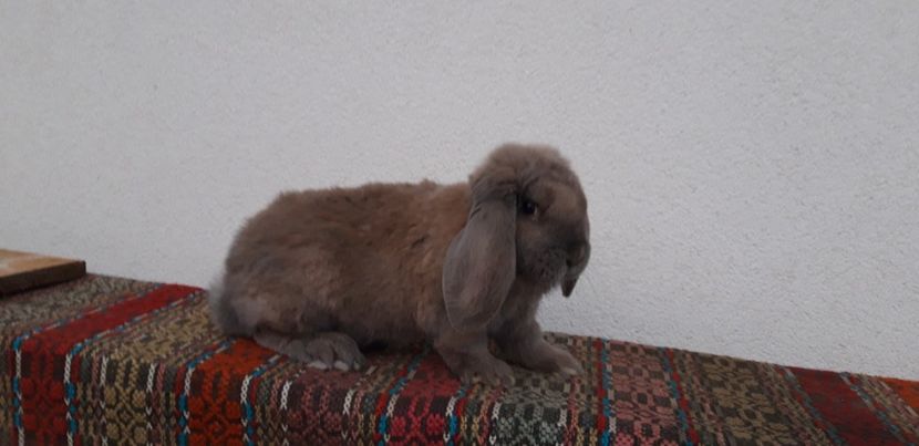 3,1 luni - Cuib 24-09-2019