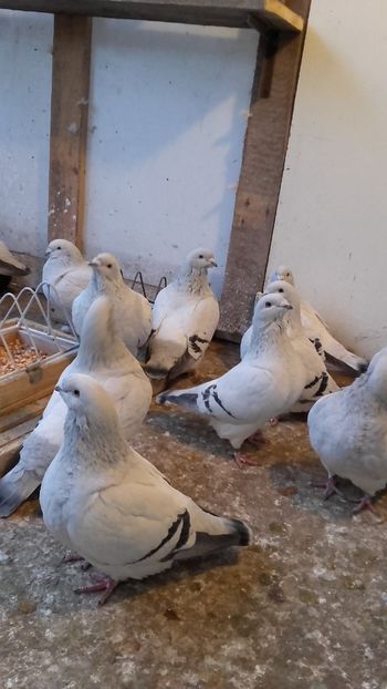  - 6 PORUMBEI LA GRAMADA