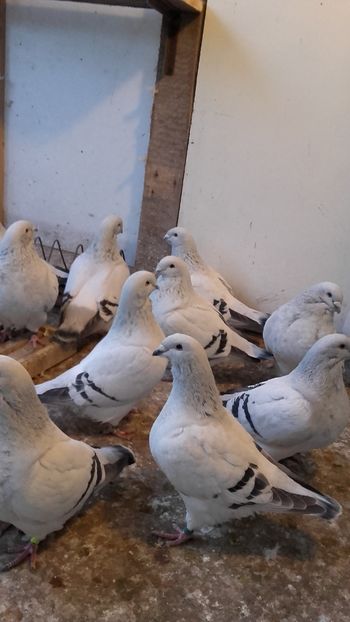  - 6 PORUMBEI LA GRAMADA