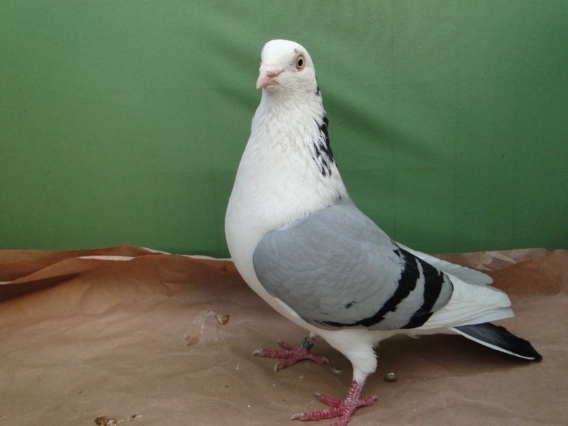 M 2019-06616 - porumbei care mi-au apartinut