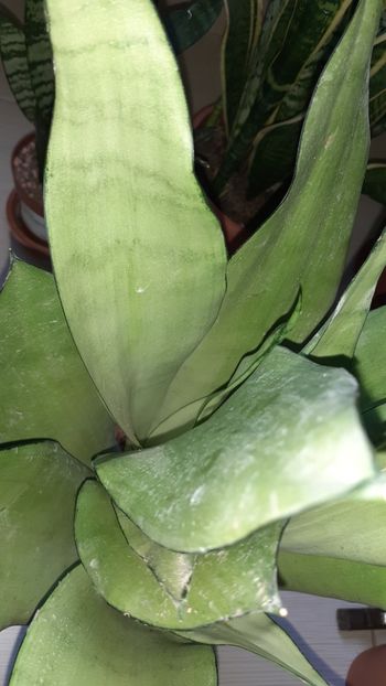  - Sansevieria