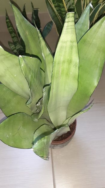  - Sansevieria