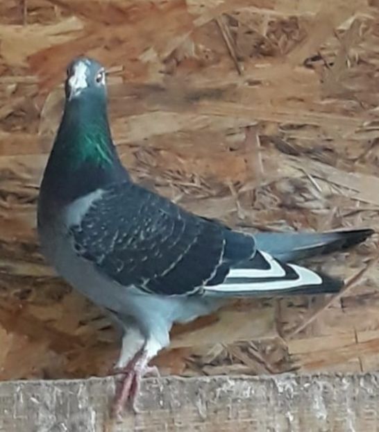 Femela per. 7 - Matca 2020