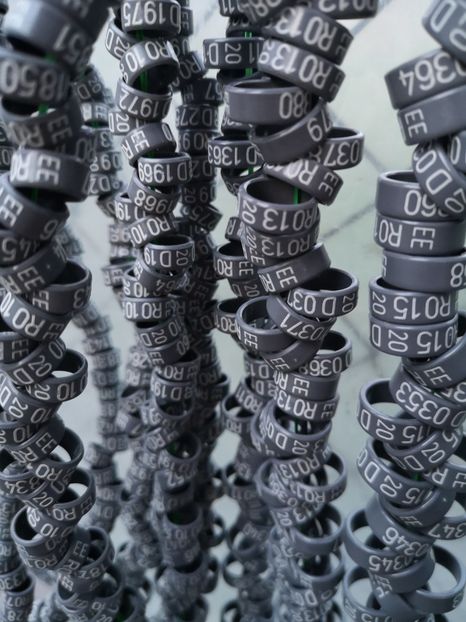  - A de vânzare Inele pentru porumbei 2020