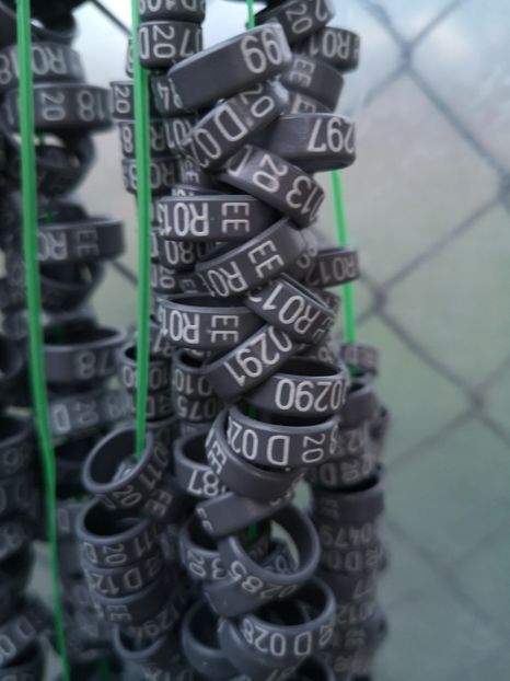  - A de vânzare Inele pentru porumbei 2020