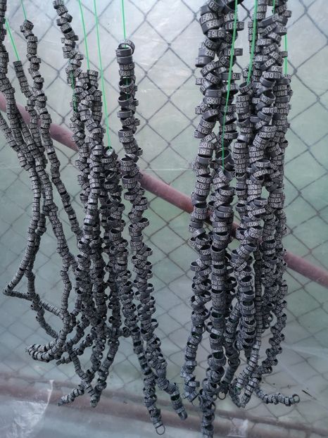  - A de vânzare Inele pentru porumbei 2020