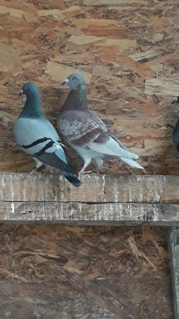 IMG-20191227-WA0022 - Ianuarie 2020