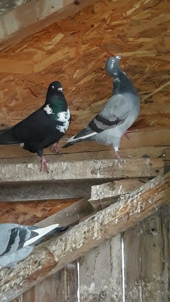 IMG-20191227-WA0024 - Ianuarie 2020