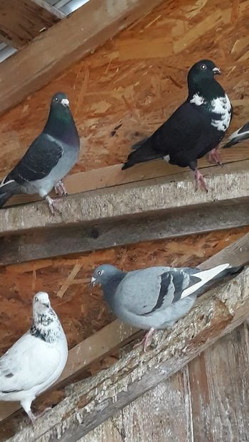 IMG-20191227-WA0023 - Ianuarie 2020