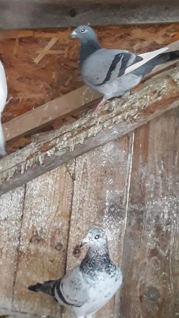 IMG-20191227-WA0025 - Ianuarie 2020