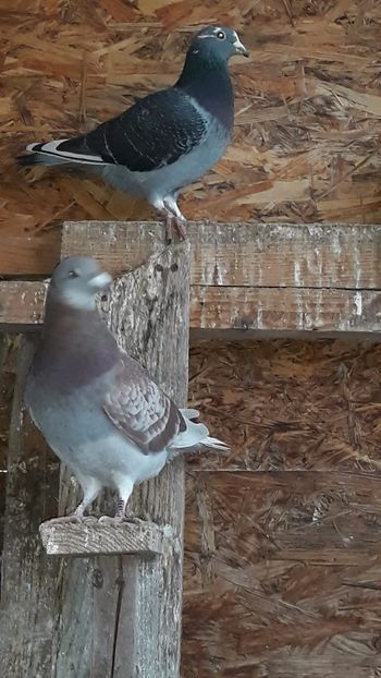 IMG-20191227-WA0027 - Ianuarie 2020