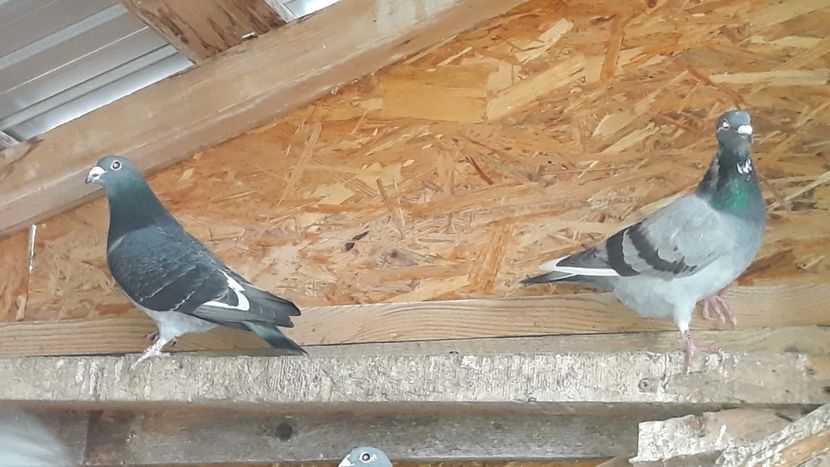 IMG-20191227-WA0030 - Ianuarie 2020