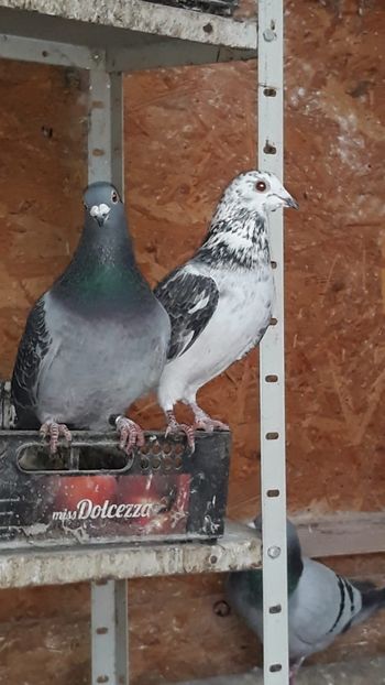 IMG-20191227-WA0034 - Ianuarie 2020