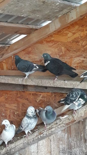 IMG-20191227-WA0001 - Ianuarie 2020