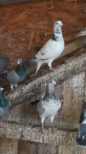 IMG-20191227-WA0033 - Ianuarie 2020