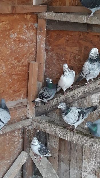 IMG-20191227-WA0000 - Ianuarie 2020