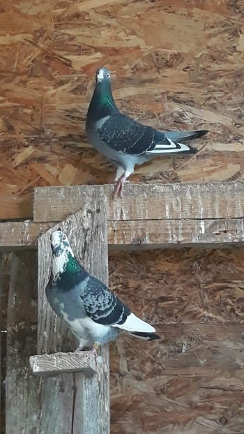 IMG-20191227-WA0036 - Ianuarie 2020