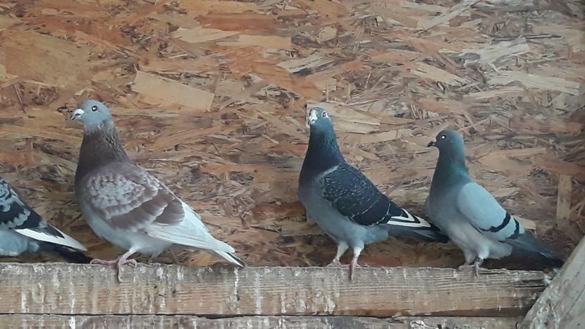 IMG-20191227-WA0035 - Ianuarie 2020