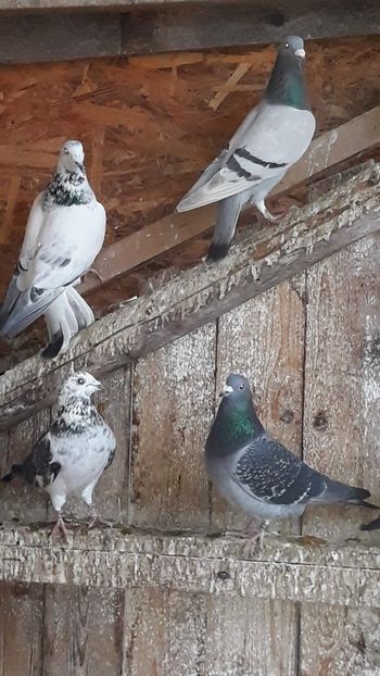 IMG-20191227-WA0038 - Ianuarie 2020