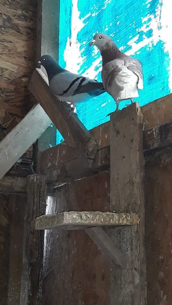 IMG-20191227-WA0040 - Ianuarie 2020