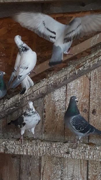 IMG-20191227-WA0039 - Ianuarie 2020