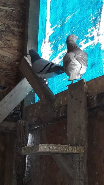 IMG-20191227-WA0041 - Ianuarie 2020