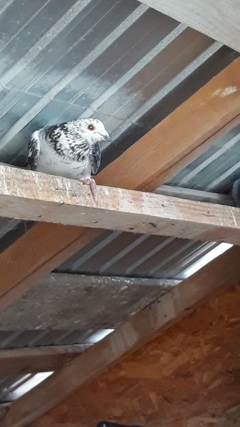 IMG-20191227-WA0002 - Ianuarie 2020