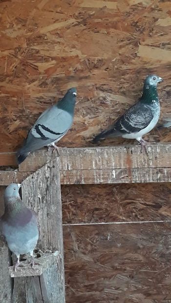 IMG-20191227-WA0006 - Ianuarie 2020