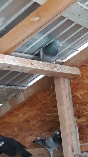 IMG-20191227-WA0008 - Ianuarie 2020