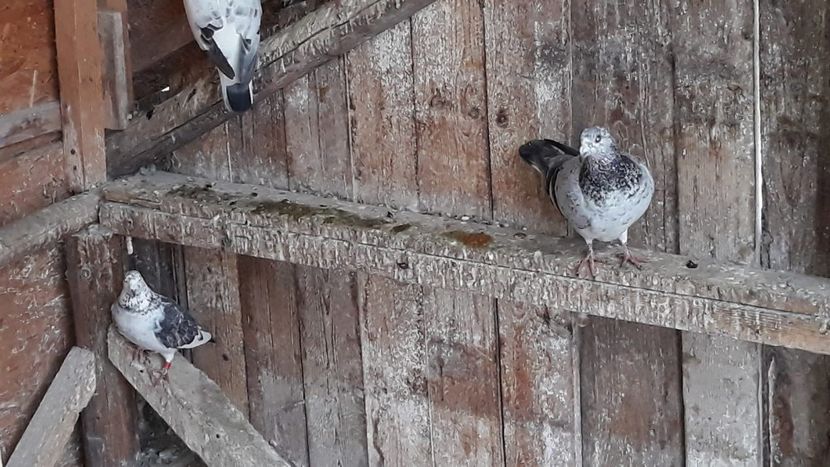 IMG-20191227-WA0007 - Ianuarie 2020