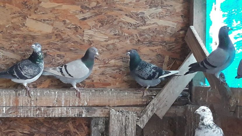 IMG-20191227-WA0010 - Ianuarie 2020