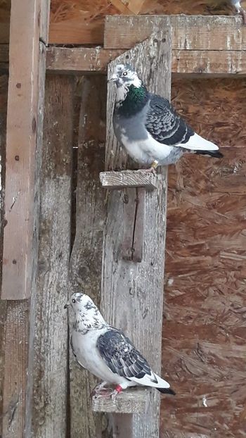 IMG-20191227-WA0042 - Ianuarie 2020