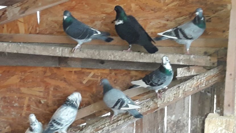 IMG-20191227-WA0011 - Ianuarie 2020