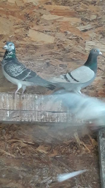 IMG-20191227-WA0012 - Ianuarie 2020