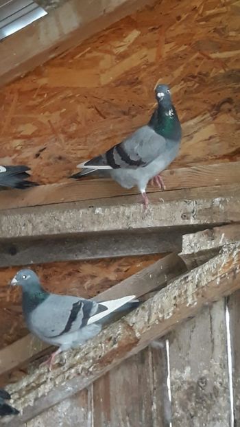 IMG-20191227-WA0015 - Ianuarie 2020