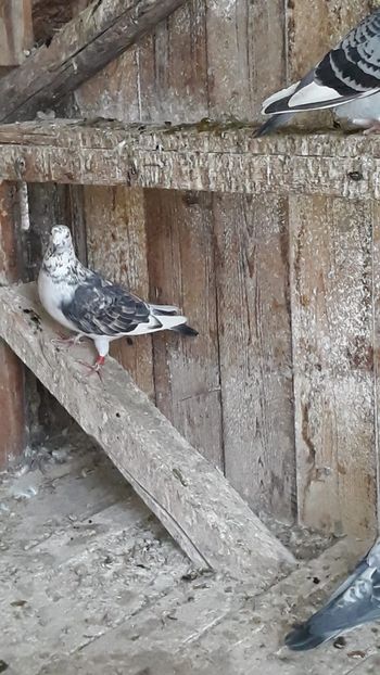 IMG-20191227-WA0017 - Ianuarie 2020