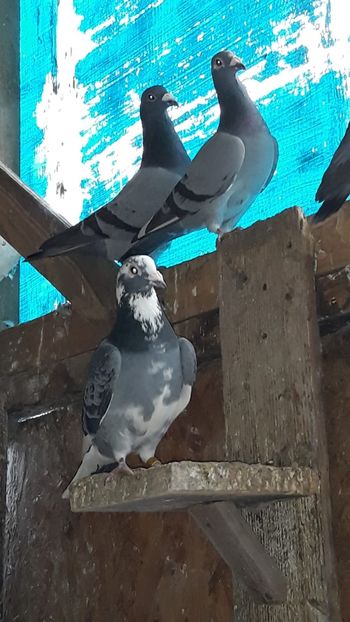 IMG-20191227-WA0016 - Ianuarie 2020