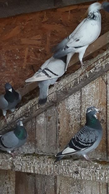 IMG-20191227-WA0020 - Ianuarie 2020