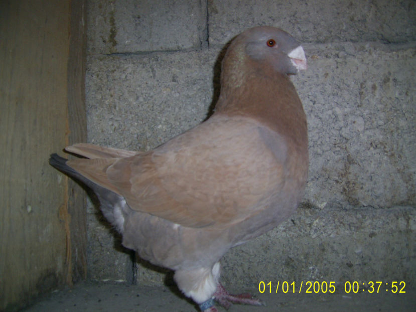 M - 2018 - americani baltati - perechi 2020