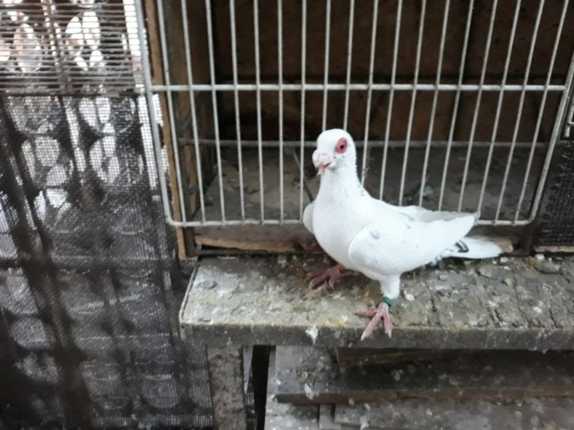 F 19 - Indian german 2020