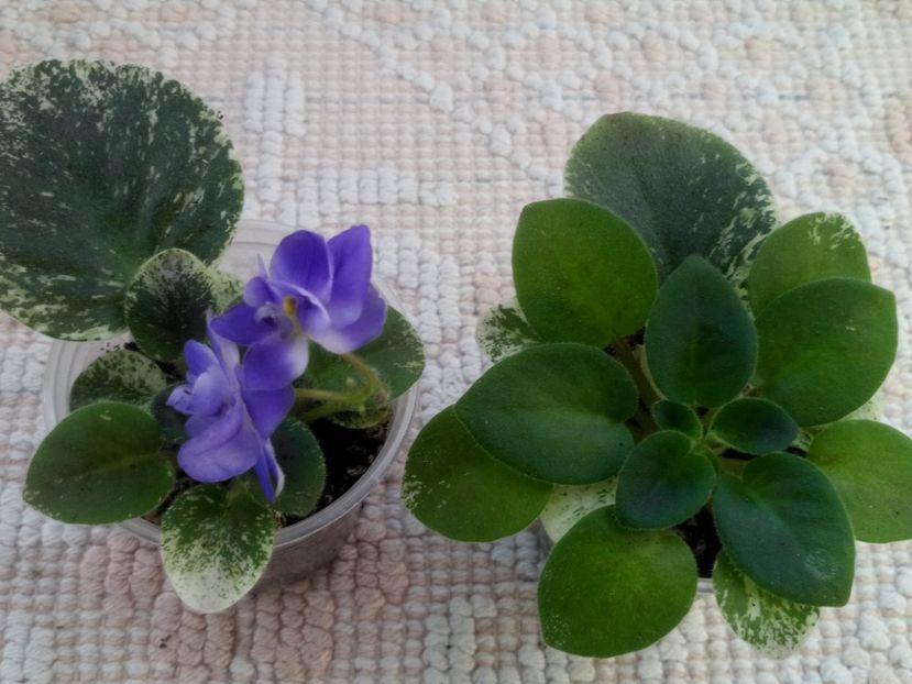 10 oct - ZZ Shirl s Bright Sky