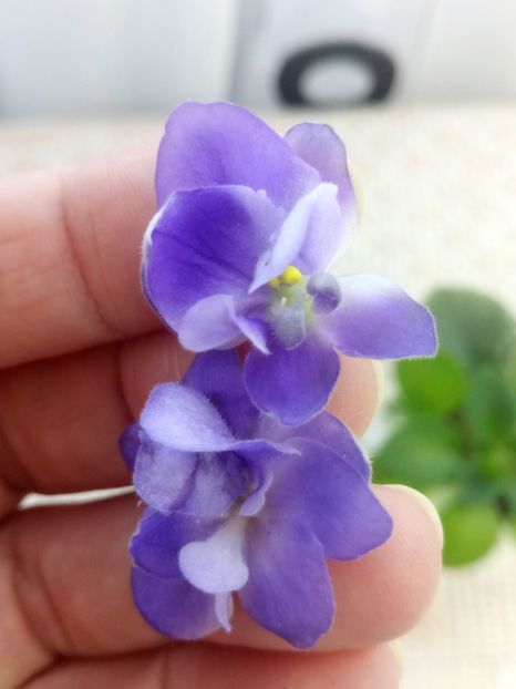 10 oct - ZZ Shirl s Bright Sky