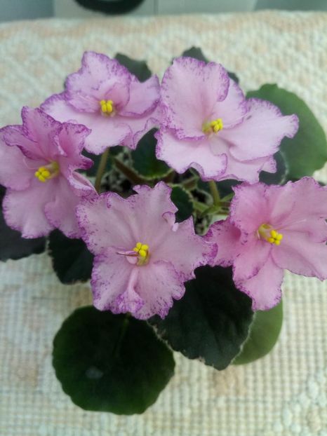 25 dec - ZZ Buckeye Cranberry Sparkler