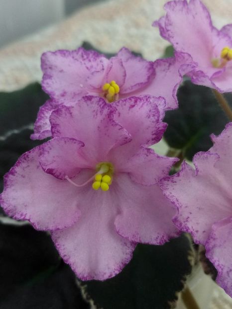 25 dec - ZZ Buckeye Cranberry Sparkler