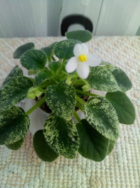 29 dec - Alan s Fallen Angel