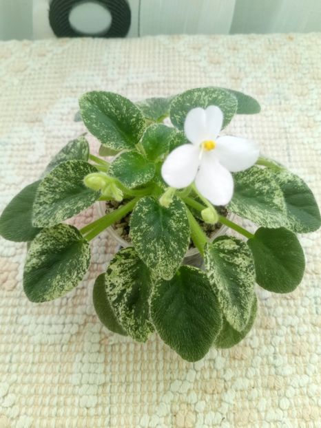 2 ian - Alan s Fallen Angel