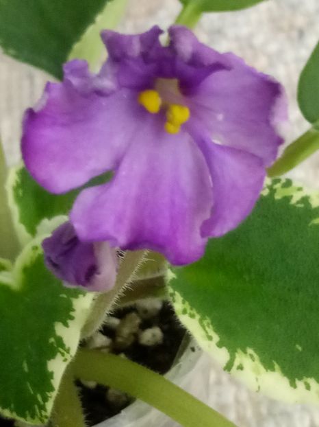 11 dec - ZZ DS Kankan